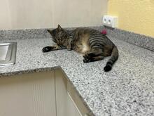 PIN, Katze, Abessinier in Spanien - Bild 2