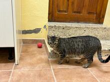 PIN, Katze, Abessinier in Spanien - Bild 3