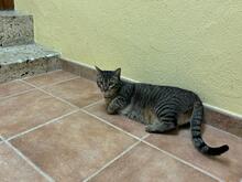 PIN, Katze, Abessinier in Spanien - Bild 4