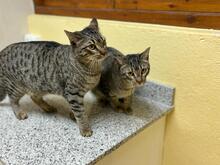 PIN, Katze, Abessinier in Spanien - Bild 6