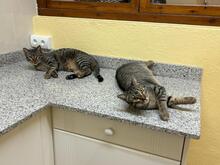 PIN, Katze, Abessinier in Spanien - Bild 7