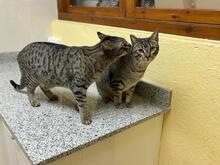 PIN, Katze, Abessinier in Spanien - Bild 8