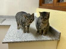 PIN, Katze, Abessinier in Spanien - Bild 9