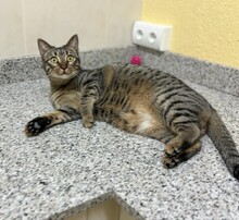 POM, Katze, Abessinier in Spanien - Bild 1