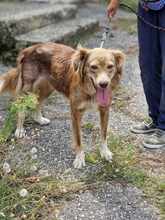 PATCH, Hund, Mischlingshund in Bulgarien - Bild 1