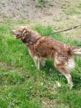 PATCH, Hund, Mischlingshund in Bulgarien - Bild 3