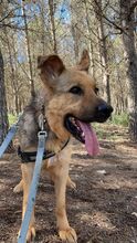 KAPA, Hund, Deutscher Schäferhund-Mix in Spanien - Bild 3