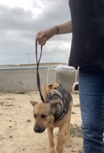 KAPA, Hund, Deutscher Schäferhund-Mix in Spanien - Bild 5