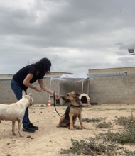 KAPA, Hund, Deutscher Schäferhund-Mix in Spanien - Bild 6