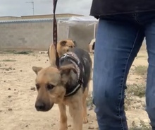 KAPA, Hund, Deutscher Schäferhund-Mix in Spanien - Bild 7