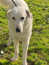 TIMMY, Hund, Deutscher Schäferhund-Mix in Italien - Bild 12