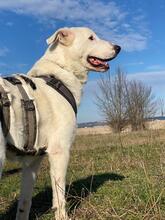 TIMMY, Hund, Deutscher Schäferhund-Mix in Italien - Bild 3