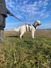 TIMMY, Hund, Deutscher Schäferhund-Mix in Italien - Bild 8