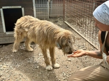 GASPAR, Hund, Mischlingshund in Rumänien - Bild 10