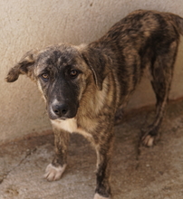 TALULA, Hund, Mischlingshund in Griechenland - Bild 10