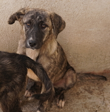 TALULA, Hund, Mischlingshund in Griechenland - Bild 11