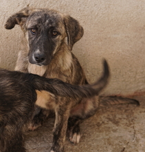 TALULA, Hund, Mischlingshund in Griechenland - Bild 12