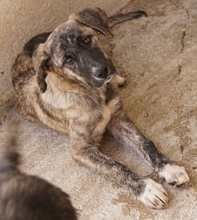 TALULA, Hund, Mischlingshund in Griechenland - Bild 13