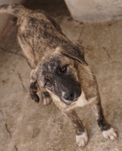 TALULA, Hund, Mischlingshund in Griechenland - Bild 2