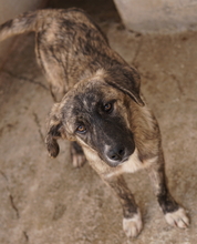 TALULA, Hund, Mischlingshund in Griechenland - Bild 3