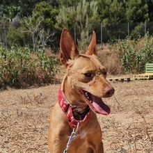 HONEY, Hund, Podenco Andaluz in Spanien - Bild 1