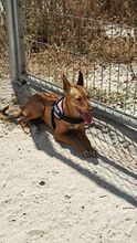 HONEY, Hund, Podenco Andaluz in Spanien - Bild 2