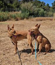 HONEY, Hund, Podenco Andaluz in Spanien - Bild 3