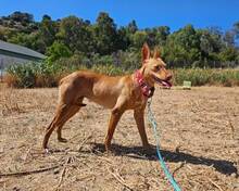 HONEY, Hund, Podenco Andaluz in Spanien - Bild 4