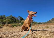 HONEY, Hund, Podenco Andaluz in Spanien - Bild 5