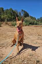 HONEY, Hund, Podenco Andaluz in Spanien - Bild 6