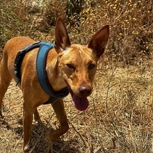 HARMONY, Hund, Podenco Andaluz in Spanien - Bild 1