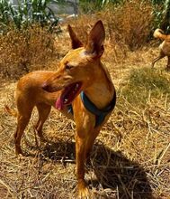 HARMONY, Hund, Podenco Andaluz in Spanien - Bild 2