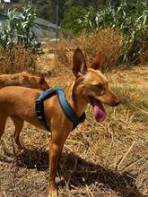 HARMONY, Hund, Podenco Andaluz in Spanien - Bild 3