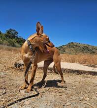 HARMONY, Hund, Podenco Andaluz in Spanien - Bild 4