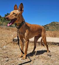 HARMONY, Hund, Podenco Andaluz in Spanien - Bild 6