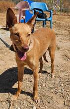 HARMONY, Hund, Podenco Andaluz in Spanien - Bild 7