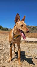 HARMONY, Hund, Podenco Andaluz in Spanien - Bild 8