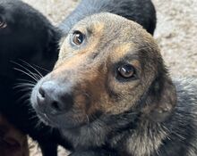 MARCO, Hund, Mischlingshund in Rumänien - Bild 1