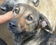 MARCO, Hund, Mischlingshund in Rumänien - Bild 2