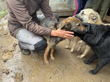 MARCO, Hund, Mischlingshund in Rumänien - Bild 5