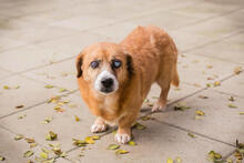 BENEDIKT, Hund, Mischlingshund in Kroatien - Bild 1