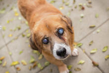 BENEDIKT, Hund, Mischlingshund in Kroatien - Bild 2