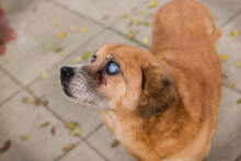 BENEDIKT, Hund, Mischlingshund in Kroatien - Bild 3