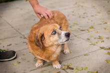 BENEDIKT, Hund, Mischlingshund in Kroatien - Bild 4