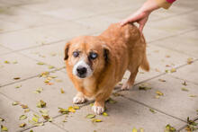 BENEDIKT, Hund, Mischlingshund in Kroatien - Bild 5