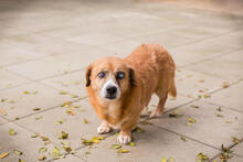 BENEDIKT, Hund, Mischlingshund in Kroatien - Bild 6