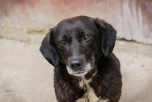 ZERA, Hund, Mischlingshund in Kroatien - Bild 1