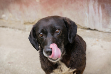 ZERA, Hund, Mischlingshund in Kroatien - Bild 3