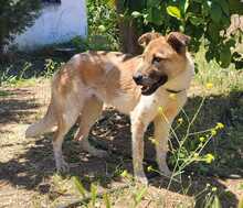 INIRE, Hund, Deutscher Schäferhund-Mix in Spanien