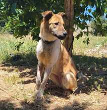 INIRE, Hund, Deutscher Schäferhund-Mix in Spanien - Bild 2